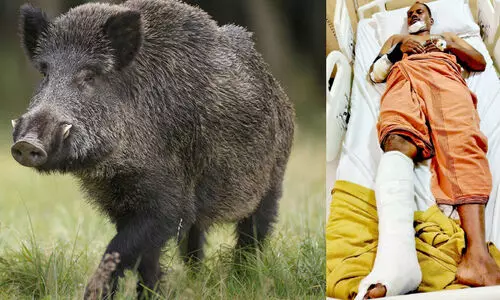 കാട്ടുപന്നി ശല്യം രൂക്ഷം; നിയന്ത്രണ നടപടികളിൽ മെ​ല്ലെപ്പോക്ക്