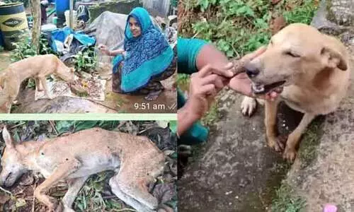 ആ വൈറൽ നായ മടങ്ങി, തൊണ്ടയിൽ നിന്ന് എല്ലെടുത്ത് മാറ്റിയ നസീറയെ തേടി അവനെത്തി, പക്ഷേ, ആരോ അവന്റെ ഭക്ഷണത്തിൽ വിഷം കലർത്തിയിരുന്നു; നെഞ്ചുലക്കുന്ന കുറിപ്പ്