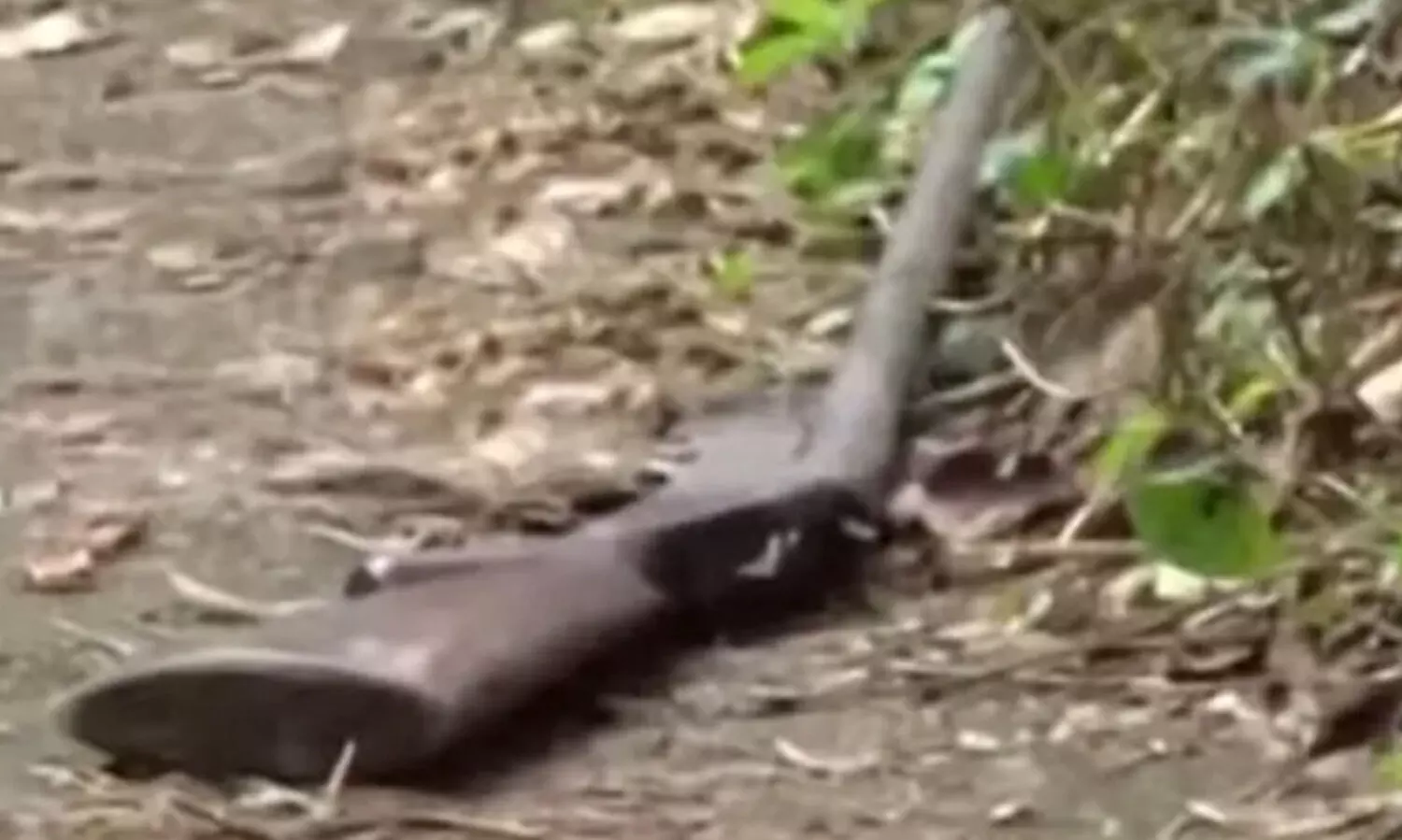 പാലക്കാട് രണ്ട് യുവാക്കൾ വെടിയേറ്റു മരിച്ച നിലയിൽ; നാടൻതോക്ക് കണ്ടെത്തി