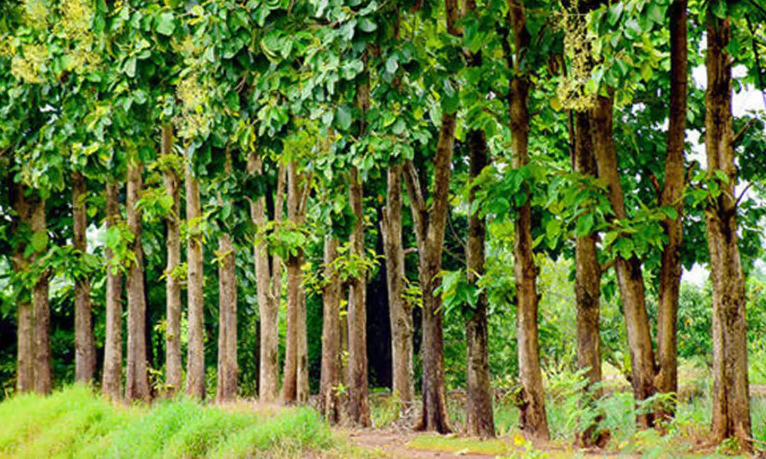 തേക്ക് നട്ടാൽ എട്ടാം വർഷം തന്നെ വൻ ആദായം