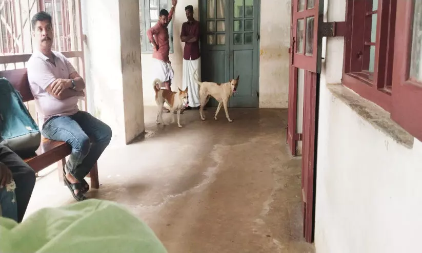 കലക്ടറേറ്റിലും സമാന സ്ഥിതി ജില്ലകോടതി വളപ്പ് ‘കീഴടക്കി’ തെരുവുനായ്ക്കൂട്ടം കലക്ടറേറ്റിലും സമാന സ്ഥിതി ജില്ലകോടതി വളപ്പ് ‘കീഴടക്കി’ തെരുവുനായ്ക്കൂട്ടം