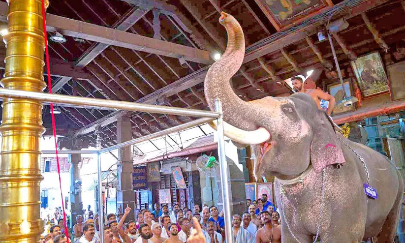 ഗുരുവായൂര്‍ ഗോകുല്‍ ചെരിഞ്ഞു; ഓര്‍മയായത് ചൂളംവിളിക്കൊപ്പമെത്തിയ ചങ്ങലക്കിലുക്കം