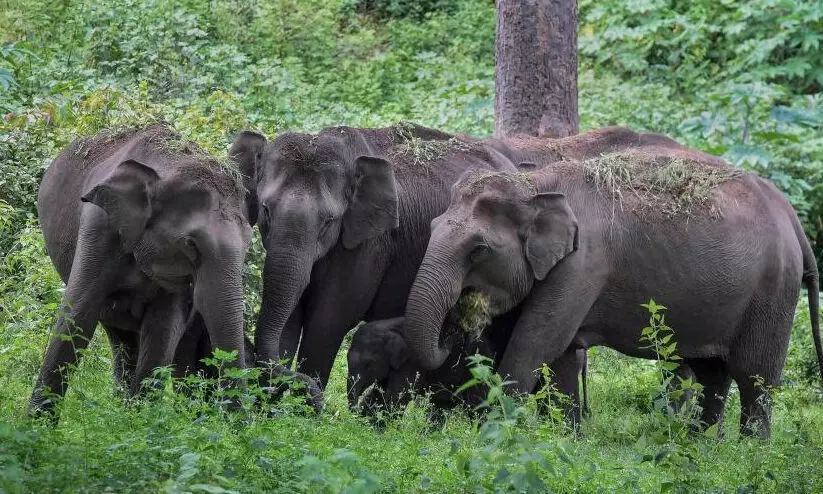 ഇരുൾ വീണാൽ ഭീതി പരക്കുന്ന ഗ്രാമങ്ങൾ വന്യമൃഗങ്ങളെ പേടിച്ച് ഇരുൾ വീണാൽ ഭീതി പരക്കുന്ന ഗ്രാമങ്ങൾ വന്യമൃഗങ്ങളെ പേടിച്ച്