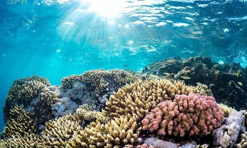 ചെങ്കടൽ ജൈവ വൈവിധ്യ നിരീക്ഷണം: പവിഴപ്പുറ്റുകളുടെ ആവാസവ്യവസ്ഥയിൽ പുരോഗതി കണ്ടെത്തിയതായി ഗവേഷകർ ചെങ്കടൽ ജൈവ വൈവിധ്യ നിരീക്ഷണം: പവിഴപ്പുറ്റുകളുടെ ആവാസവ്യവസ്ഥയിൽ പുരോഗതി കണ്ടെത്തിയതായി ഗവേഷകർ