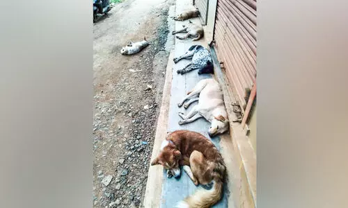 നാ​യ്ക്ക​ൾ​ക്ക് പ​റു​ദീ​സയായി ക​ട​ത്തി​ണ്ണകൾ