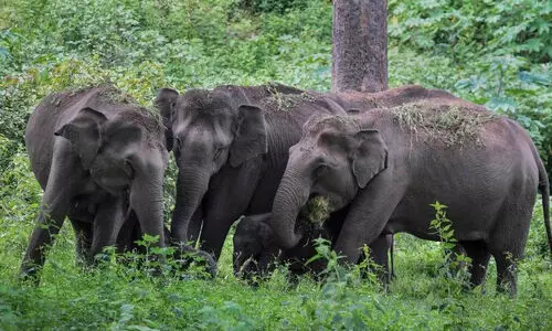 ഇരുൾ വീണാൽ ഭീതി പരക്കുന്ന ഗ്രാമങ്ങൾ വന്യമൃഗങ്ങളെ പേടിച്ച്​