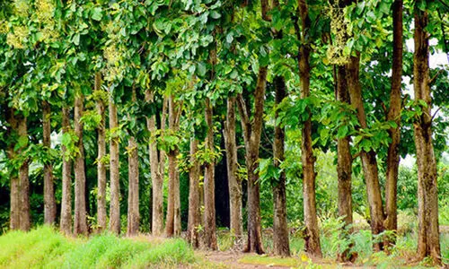 തേക്ക് നട്ടാൽ എട്ടാം വർഷം തന്നെ വൻ ആദായം