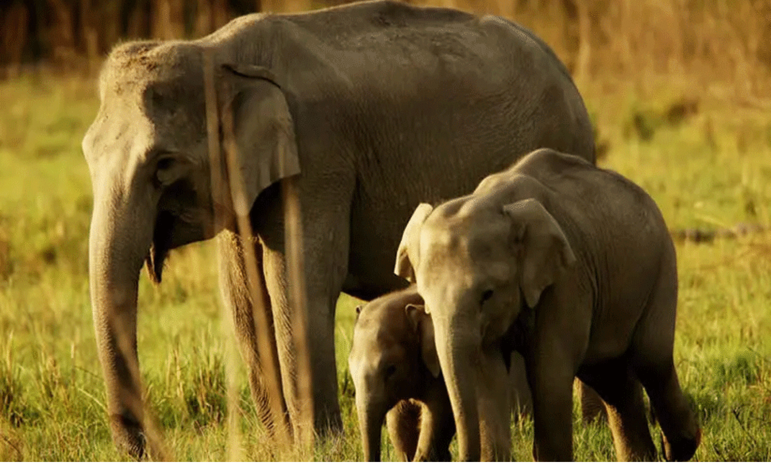 ഇന്ത്യയിൽ 22446 കാട്ടാനകൾ, ഡി.എൻ.എ അടിസ്ഥാനമാക്കിയുള്ള ആദ്യ സെൻസസ് പുറത്ത്