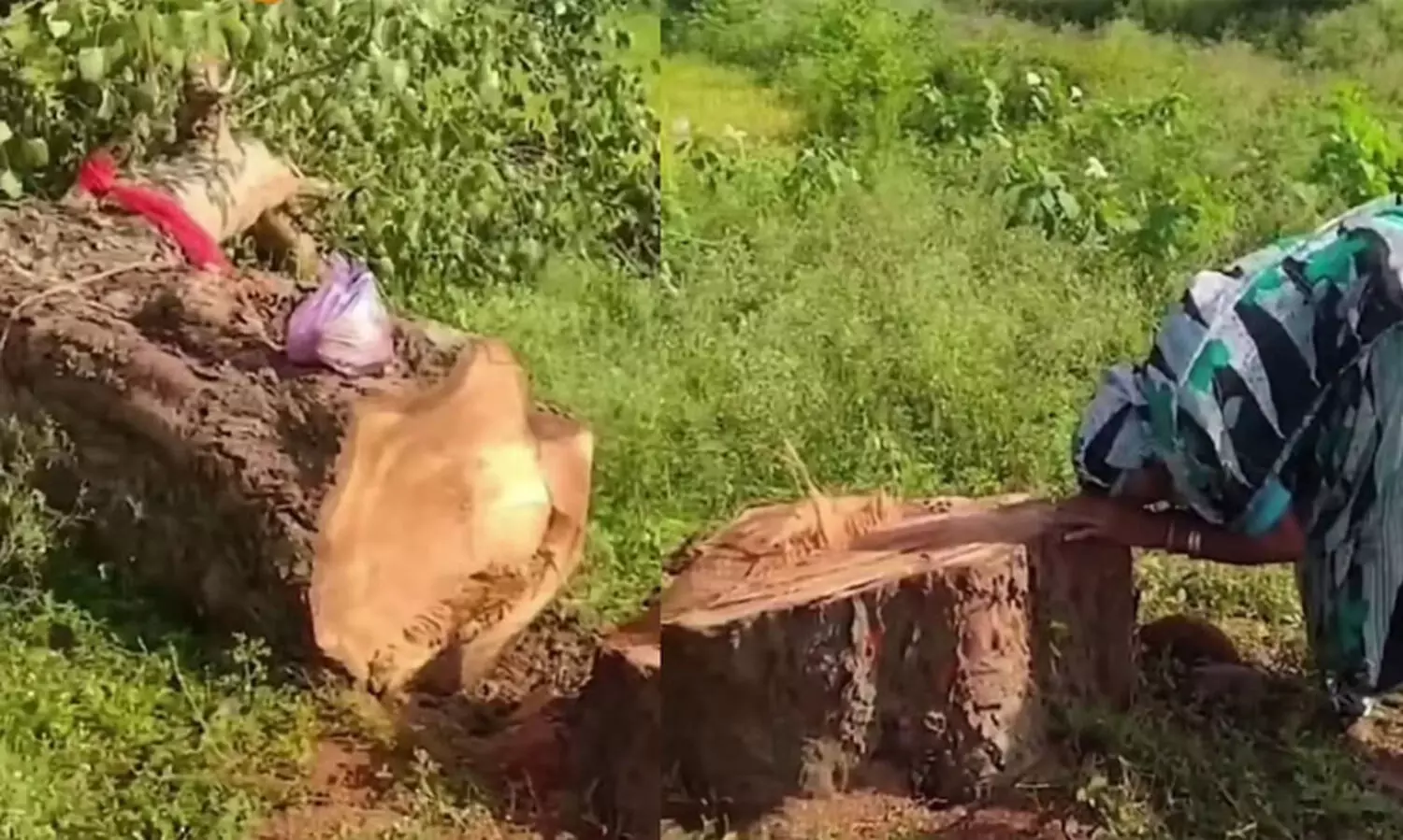 വെട്ടിമാറ്റിയ വൃക്ഷത്തിന്‍റെ ചുവട്ടിലിരുന്ന് വിതുമ്പിക്കരയുന്ന വൃദ്ധ;  കേന്ദ്രസഹമന്ത്രി കിരൺ റിജിജു പങ്കുവെച്ച വിഡിയോ സമൂഹമാധ്യമങ്ങളിൽ വൈറലാവുന്നു