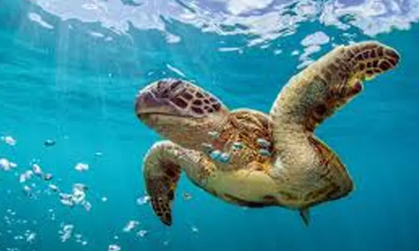 ക​ട​ലാ​മ സം​ര​ക്ഷ​ണ ബോ​ധ​വ​ത്ക​ര​ണ പ​രി​പാ​ടി