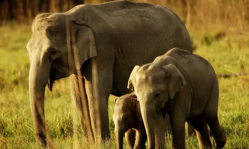 ഇന്ത്യയിൽ 22446 കാട്ടാനകൾ, ഡി.എൻ.എ അടിസ്ഥാനമാക്കിയുള്ള ആദ്യ സെൻസസ് പുറത്ത്