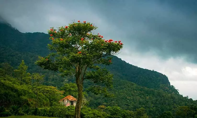 കെട്ടിട വിസ്തൃതി പരിഗണിക്കാതെ വനഭൂമിയില്‍ പട്ടയം; റവന്യൂ വകുപ്പ് നിര്‍ദേശം മന്ത്രിസഭ അംഗീകരിച്ചു