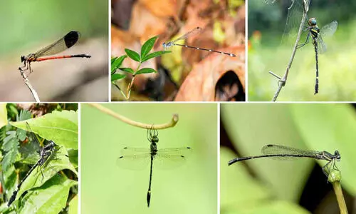 സൈലൻറ് വാലിയിൽ 109 ഇനം തുമ്പികൾ സൈലൻറ് വാലിയിൽ 109 ഇനം തുമ്പികൾ