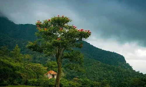 കെട്ടിട വിസ്തൃതി പരിഗണിക്കാതെ വനഭൂമിയില്‍ പട്ടയം; റവന്യൂ വകുപ്പ് നിര്‍ദേശം മന്ത്രിസഭ അംഗീകരിച്ചു
