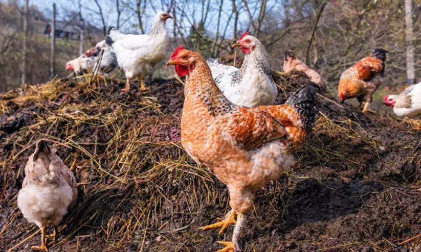 കോഴിമാലിന്യം ജില്ലക്ക് പുറത്ത് കൊണ്ടുപോകുന്നതിന് വിലക്ക്