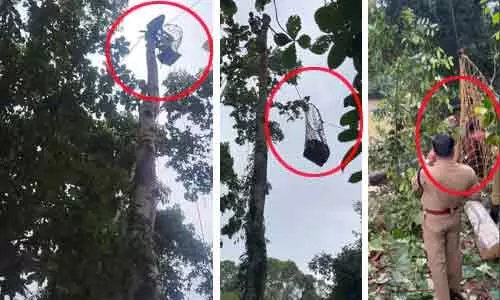 മുറിക്കുന്നതിനിടെ 80 അടി ഉയരമുള്ള മരത്തിൽ യുവാവ് കുടുങ്ങി, ഇറങ്ങാൻ ശ്രമിക്കുന്നതിനിടെ ദേഹാസ്വാസ്ഥ്യം; വല ഉപയോഗിച്ച് താഴെയിറക്കി ഫയർഫോഴ്സ്