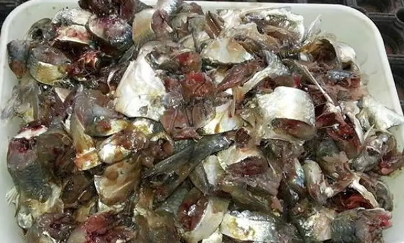 മത്സ്യക്കഷായം ഈസിയായി തയാറാക്കാം; കൂടുതൽ വിളവിനും ചെടികളുടെ വളർച്ചക്കും ഉത്തമം മത്സ്യക്കഷായം ഈസിയായി തയാറാക്കാം; കൂടുതൽ വിളവിനും ചെടികളുടെ വളർച്ചക്കും ഉത്തമം