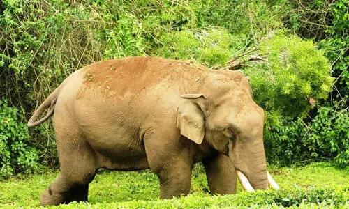 കേരളത്തിൽ 2,785 കാട്ടാനകൾ; രാജ്യത്താകെയുള്ള കാട്ടാനകളുടെ 12.40 ശതമാനവും കേരളത്തിൽ