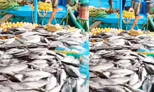 സൂത ചാകര; മതിയായ വില കിട്ടാതെ മത്സ്യതൊഴിലാളികൾ