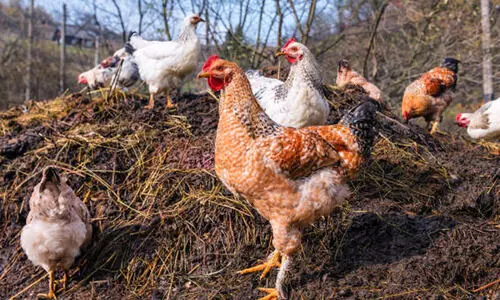 കോഴിമാലിന്യം ജില്ലക്ക് പുറത്ത് കൊണ്ടുപോകുന്നതിന് വിലക്ക്