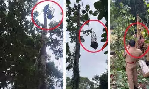 മുറിക്കുന്നതിനിടെ 80 അടി ഉയരമുള്ള മരത്തിൽ യുവാവ് കുടുങ്ങി, ഇറങ്ങാൻ ശ്രമിക്കുന്നതിനിടെ ദേഹാസ്വാസ്ഥ്യം; വല ഉപയോഗിച്ച് താഴെയിറക്കി ഫയർഫോഴ്സ്