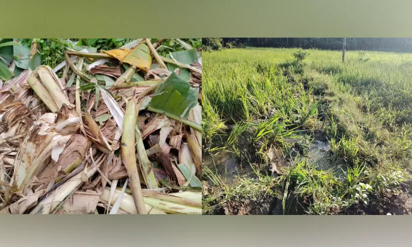 നടവയലിലും വീട്ടിമൂലയിലും കാട്ടാനയുടെ പരാക്രമം നടവയലിലും വീട്ടിമൂലയിലും കാട്ടാനയുടെ പരാക്രമം