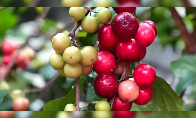 ഈ മരം വീട്ടിലുണ്ടോ..ഹൃദയാരോഗ്യം സംരക്ഷിക്കും ഈ മരം വീട്ടിലുണ്ടോ..ഹൃദയാരോഗ്യം സംരക്ഷിക്കും