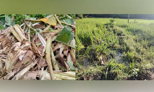 നടവയലിലും വീട്ടിമൂലയിലും കാട്ടാനയുടെ പരാക്രമം