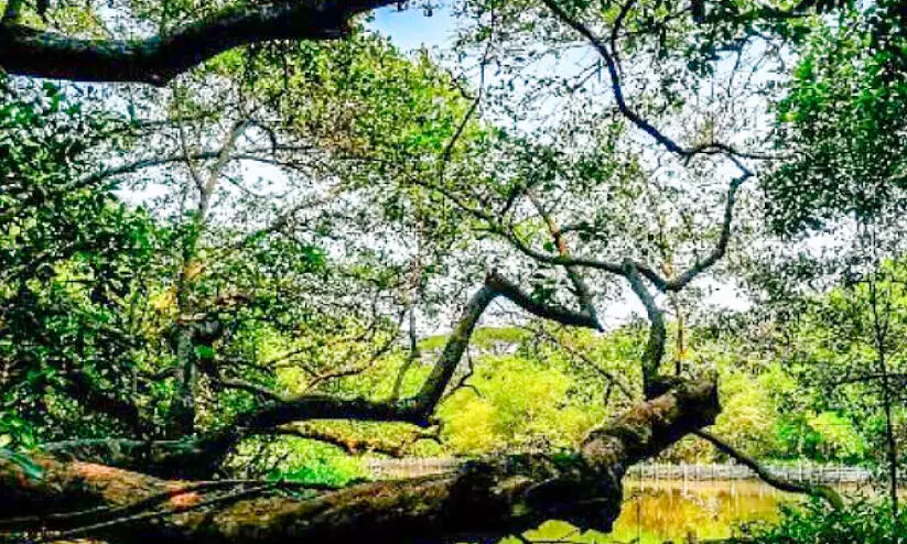 വരൂ; ഈ കാട് കാണൂ... വരൂ; ഈ കാട് കാണൂ...