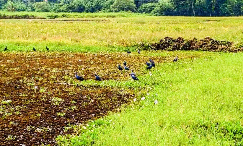 നീലക്കോഴികളുടെ ശല്യം; കോട്ടാറ്റ് പാടശേഖരത്തിൽ നെൽകൃഷി വൈകുന്നു