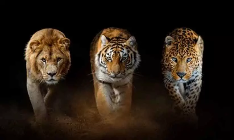 കടുവയും സിംഹവും പുലിയും ഏറ്റു മുട്ടിയാൽ ആര് ജയിക്കും?