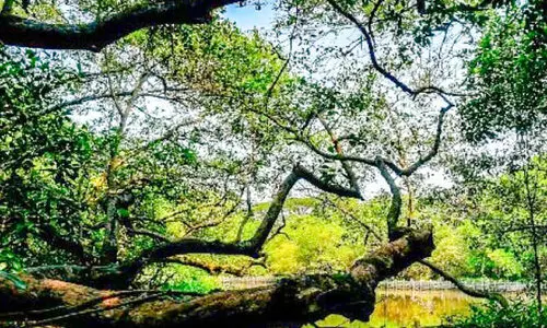 വരൂ; ഈ കാട്​ കാണൂ...