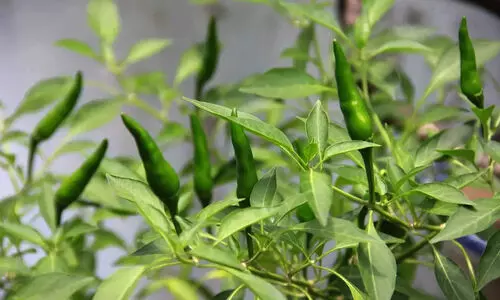 മുളക് ചെടിയിലെ ഇല മുരടിപ്പിന് എളുപ്പത്തിൽ പരിഹാരം