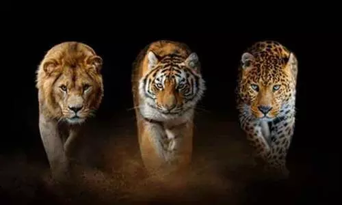 കടുവയും സിംഹവും പുലിയും ഏറ്റു മുട്ടിയാൽ ആര് ജയിക്കും?