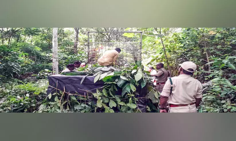 പുലിപ്പേടിയിൽ കലഞ്ഞൂർ പുലിപ്പേടിയിൽ കലഞ്ഞൂർ