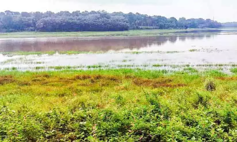 ആകെ മാറും കരിങ്ങാലി പുഞ്ച ആകെ മാറും കരിങ്ങാലി പുഞ്ച