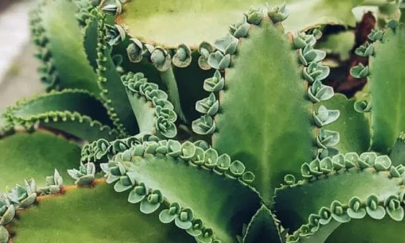 ആയിരങ്ങളുടെ അമ്മ ആയിരങ്ങളുടെ അമ്മ