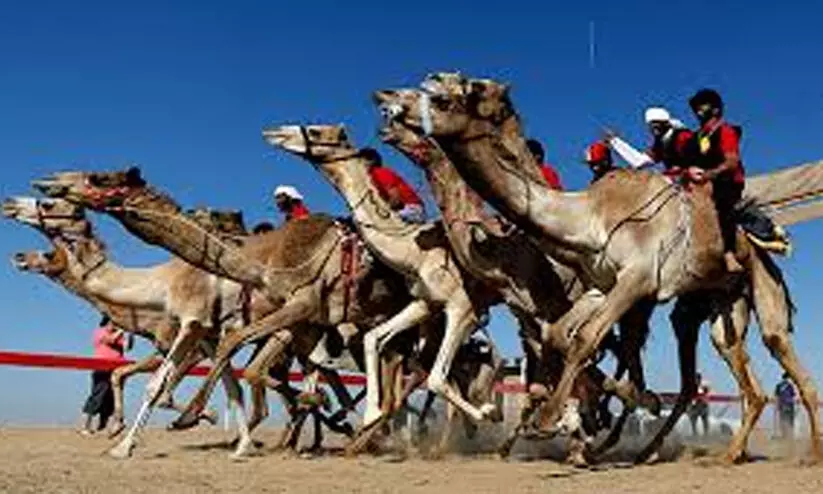 വരുന്നു, ഷാർജ ഒട്ടകയോട്ടോത്സവം