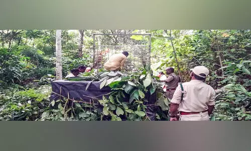 പുലിപ്പേടിയിൽ കലഞ്ഞൂർ