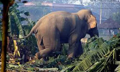 കുളത്തുമണ്ണിൽ കാട്ടാന കൃഷി നശിപ്പിച്ചു