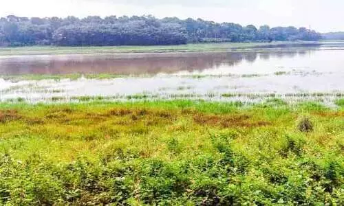 ആകെ മാറും കരിങ്ങാലി പുഞ്ച