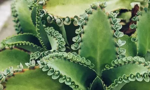 ആ​യി​ര​ങ്ങ​ളു​ടെ അ​മ്മ