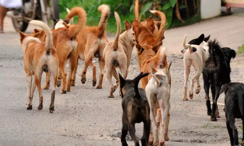തെ​രു​വുനാ​യ് ആക്ര​മ​ണ​ം; ആ​റു​പേ​ർ​ക്ക് പ​രി​ക്ക്