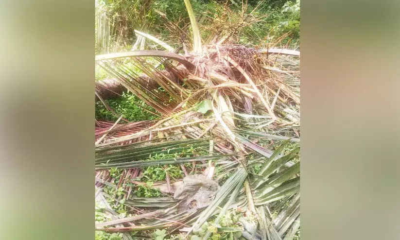 ‘ഓപറേഷൻ ഗജമുക്തി’ നിലച്ചു; ആറളം പുനരധിവാസ മേഖലയിൽ ആനക്കലി തുടരുന്നു ‘ഓപറേഷൻ ഗജമുക്തി’ നിലച്ചു; ആറളം പുനരധിവാസ മേഖലയിൽ ആനക്കലി തുടരുന്നു