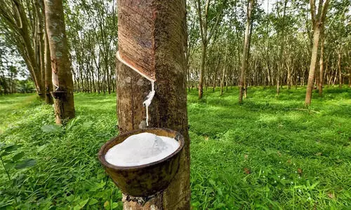 മഴയും ഡോളറും റബറിന് രക്ഷകരായി