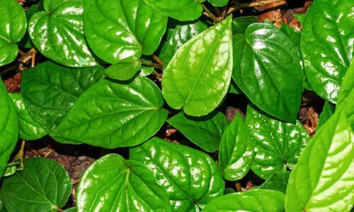 റെ​യി​ൽ​വെ ക​നി​യു​ന്നു; പ്ര​തീ​ക്ഷ​യോ​ടെ തി​രൂ​രി​ലെ വെ​റ്റി​ല വ്യാ​പാ​രി​ക​ൾ