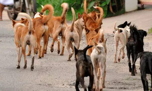 തെ​രു​വുനാ​യ് ആക്ര​മ​ണ​ം; ആ​റു​പേ​ർ​ക്ക് പ​രി​ക്ക്