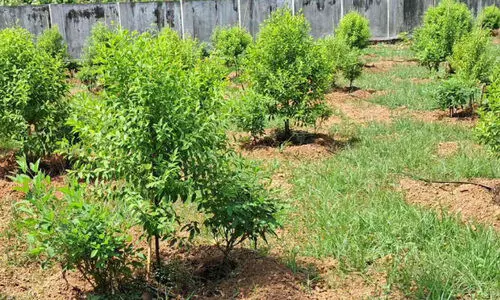 താമരക്കുളത്ത് മാതൃക ചന്ദനകൃഷിത്തോട്ടം