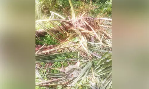 ‘ഓപറേഷൻ ഗജമുക്തി’ നിലച്ചു; ആറളം പുനരധിവാസ മേഖലയിൽ ആനക്കലി തുടരുന്നു