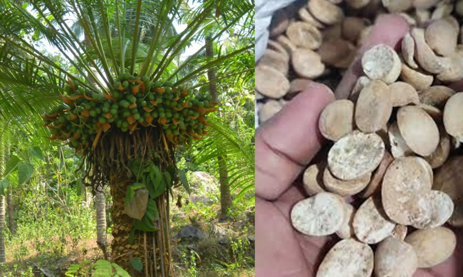 ഈന്തിനെ അറിയാം